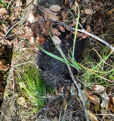 Tachyglossus aculeatus