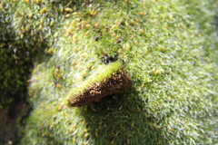 Grimmia