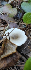 Ampulloclitocybe clavipes