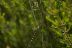Chalcolestes viridis