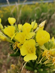 Oenothera biennis