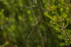 Chalcolestes viridis