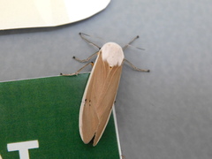 Creatonotos transiens