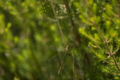 Chalcolestes viridis