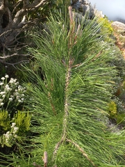 Pinus canariensis