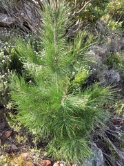 Pinus canariensis