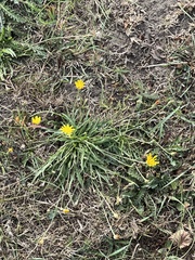 Scorzoneroides autumnalis