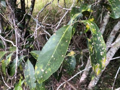 Siphonodon australis