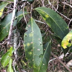 Siphonodon australis