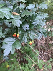 Crataegus laevigata