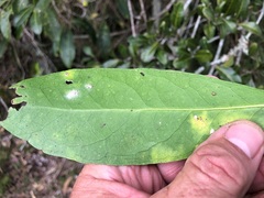 Siphonodon australis