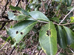 Siphonodon australis