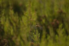 Sympetrum striolatum
