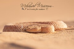 Cerastes vipera
