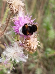 Bombus terrestris