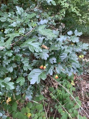 Crataegus laevigata