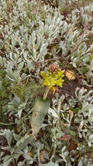 Lachenalia orchioides