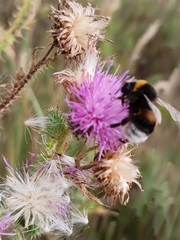 Bombus terrestris