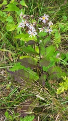 Symphyotrichum ciliolatum