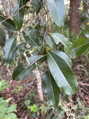 Cryptocarya glaucescens