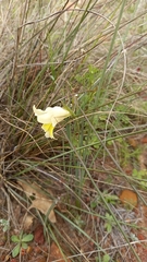 Gladiolus carinatus