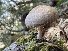 Pluteus