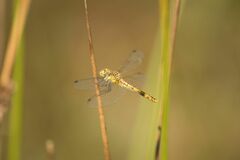 Sympetrum striolatum