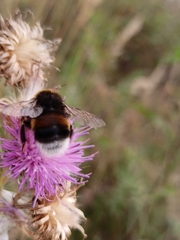 Bombus terrestris
