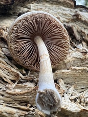 Pluteus