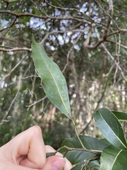 Cryptocarya glaucescens