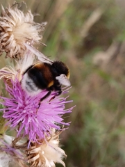 Bombus terrestris