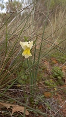 Gladiolus carinatus