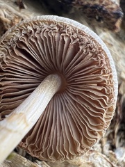 Pluteus