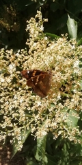 Apatura ilia