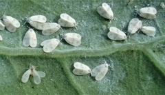 Aleyrodes proletella