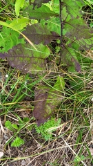 Symphyotrichum ciliolatum