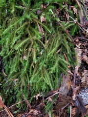 Echinodiopsis hispida