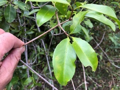 Loeseneriella barbata