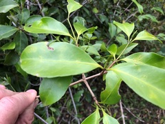 Loeseneriella barbata