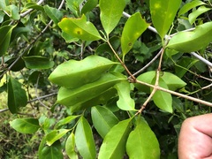 Loeseneriella barbata