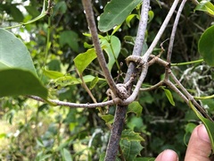 Loeseneriella barbata