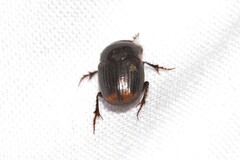 Onthophagus