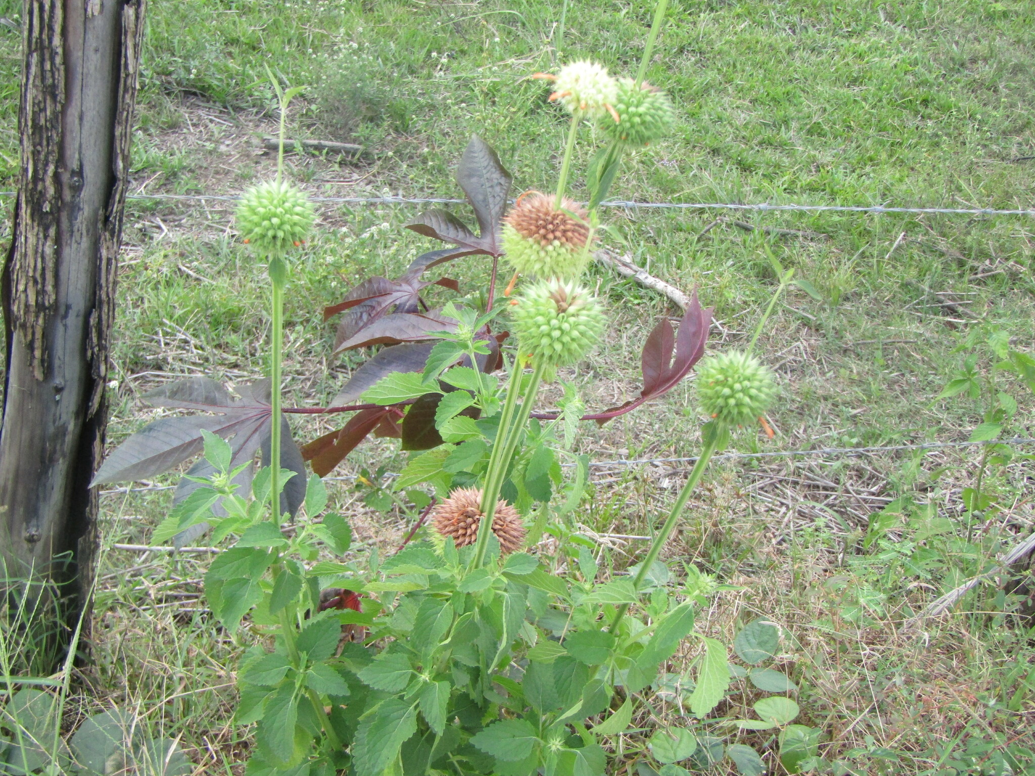 Leonotis nepetifolia