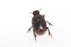 Onthophagus