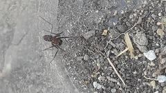 Tanaemyrmex