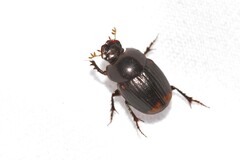Onthophagus