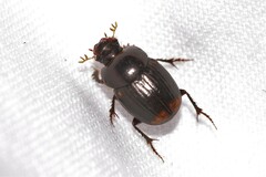 Onthophagus