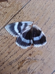 Catocala fraxini