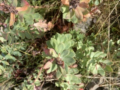 Rhodiola rosea