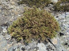 Genista tridentata